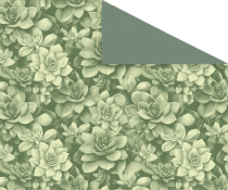 Echeveria - Kraft Blanc