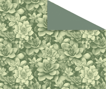 Echeveria - Kraft Blanc