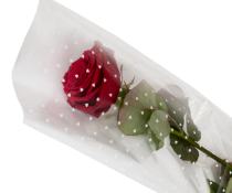 Gaine Rose